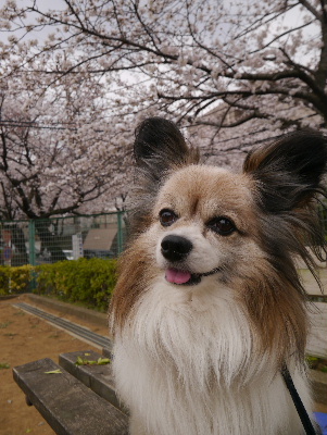 2013桜通り4