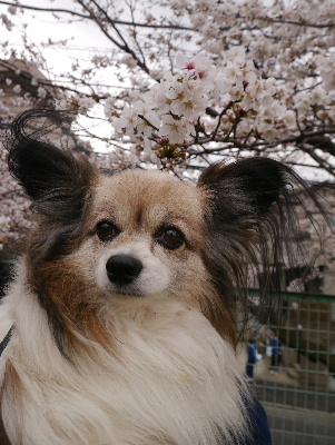 2013桜通り8