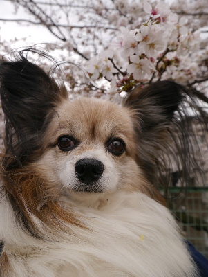 2013桜通り9