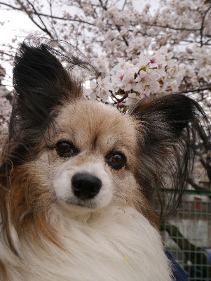 2013桜通り10