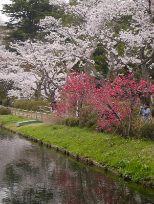 2013清水公園1