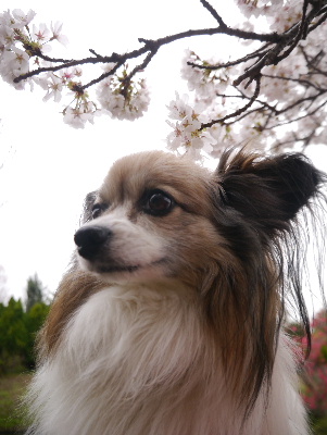 2013清水公園3