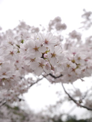 2013清水公園4