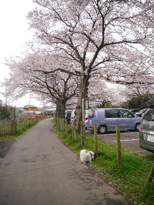 2013清水公園5