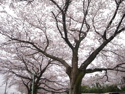 2013清水公園6