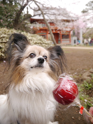 2013清水公園8