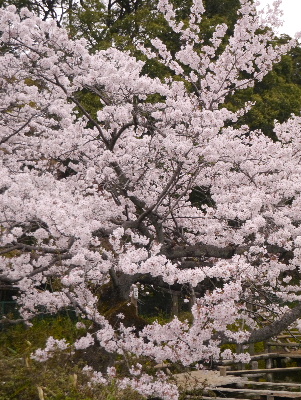 2013清水公園12