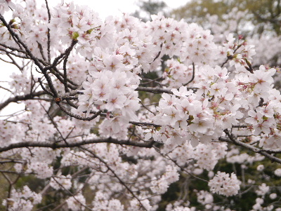 2013清水公園13