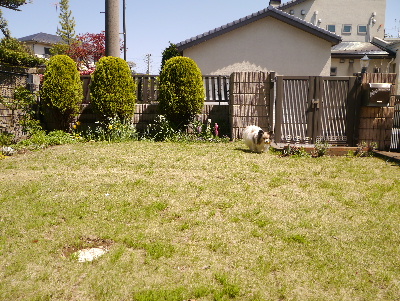 2013庭で1