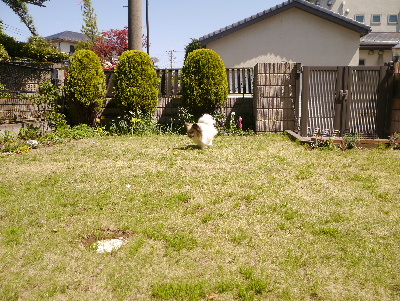2013庭で2