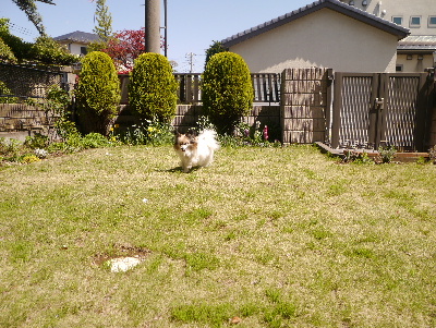 2013庭で3