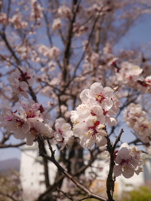 2013懐古園3