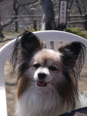2013懐古園9