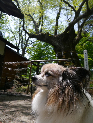 軽井沢旅行記13