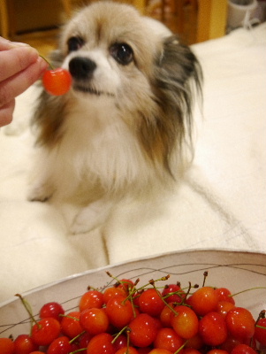 さくらんぼ1