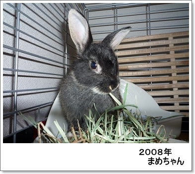 まめちゃん