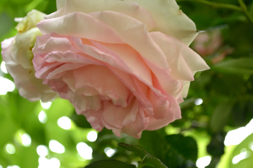 DSC_0135_02.jpg