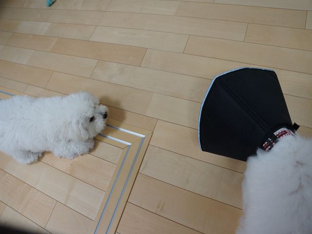 DSC00674_R.jpg