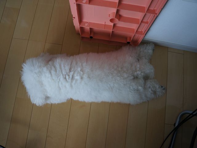 DSC01006_R.jpg