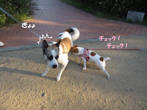 ギョギョ