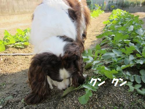 くんくん