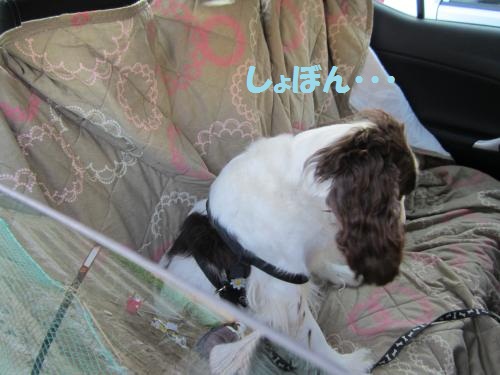 しょぼん