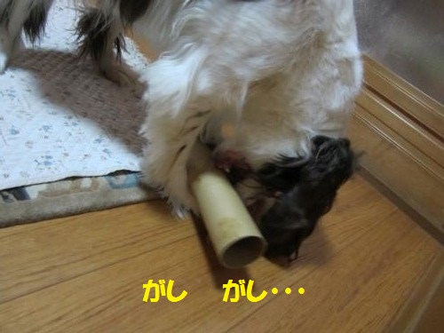 がしがし