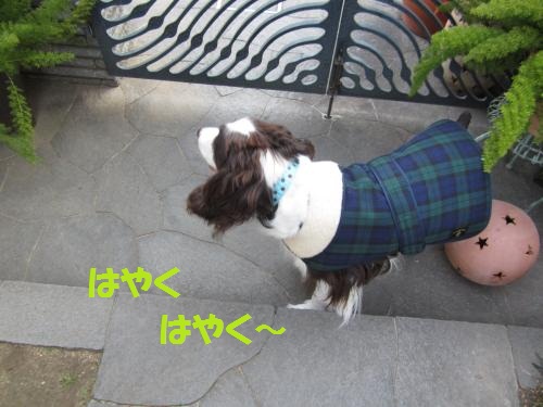 はやくはやく