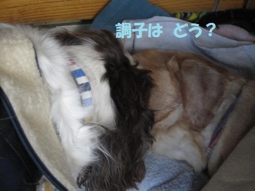 カール2