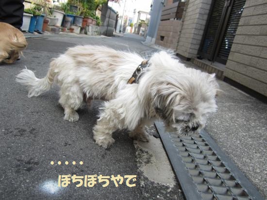 ぼちぼちやで