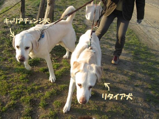 盲導犬