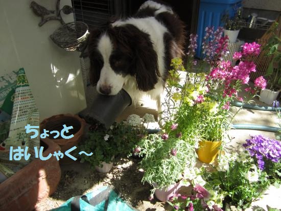 ちょっとはいしゃく