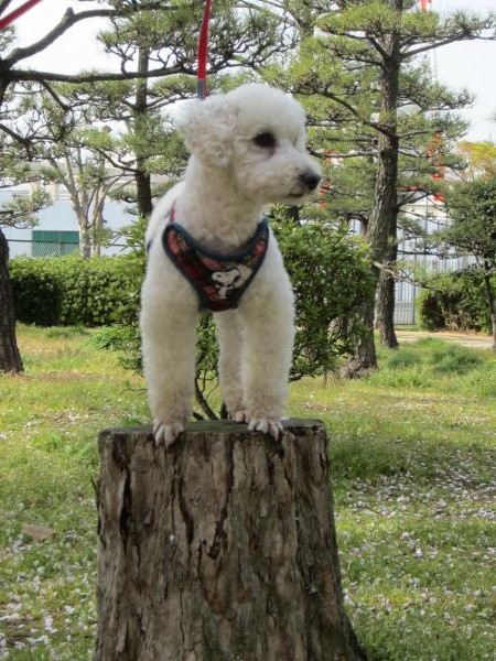 茶っピー