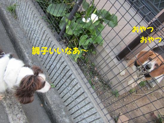 ビーグルおやつおやつ
