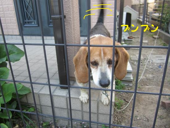 ビーグルぶんぶん