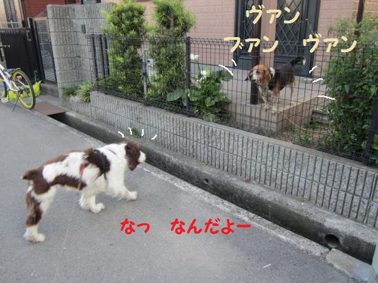 ビーグルワンワン