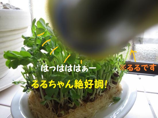 はははーるる