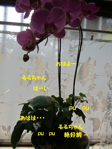 るる5