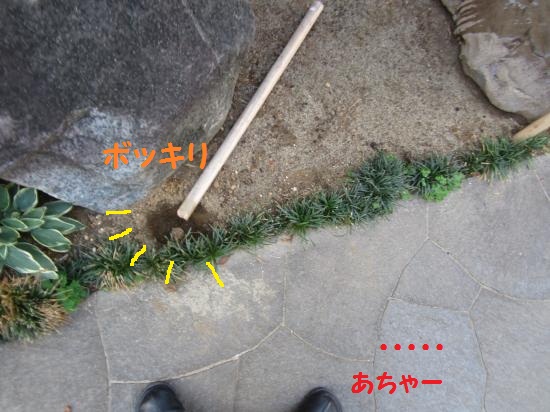 あちゃー
