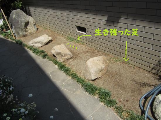 生き残った芝