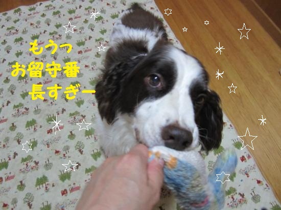 お留守番長すぎーkirakira