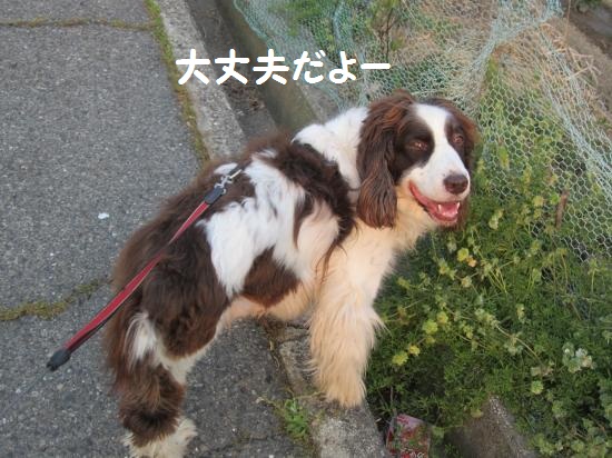 大丈夫だよー