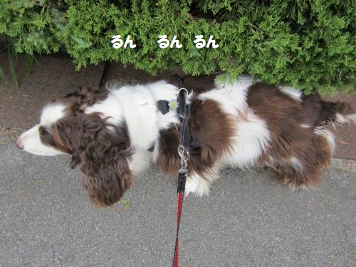 IMG_0614_convert_20121010000429.jpg