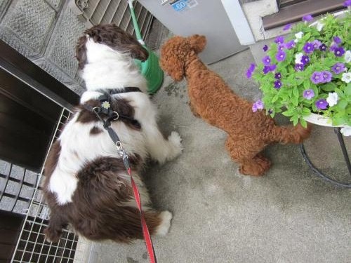 IMG_0627_convert_20120911022639.jpg