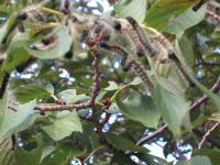 IMG_0736_convert_20120915114302.jpg