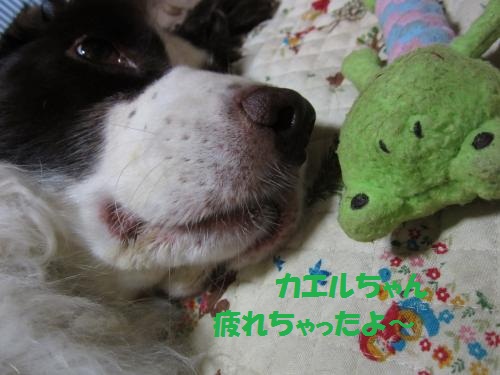 IMG_1113_convert_20121027234105.jpg