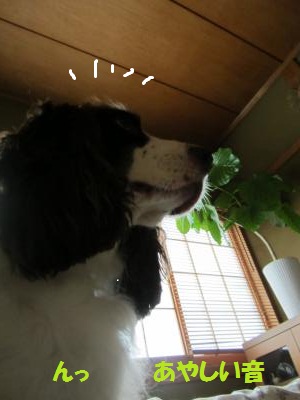 IMG_1393_convert_20121017100147.jpg