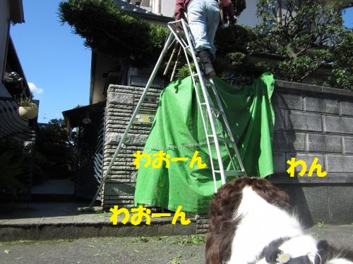IMG_1468_convert_20121108101202.jpg