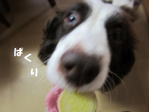 IMG_1829_convert_20121025105251.jpg