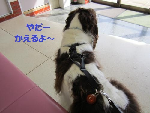 IMG_1857_convert_20121027233344.jpg